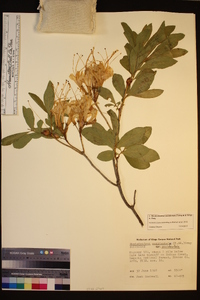 Rhododendron occidentale image